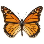 DANAUS PLAEXIPPUS PLEXIPPUS